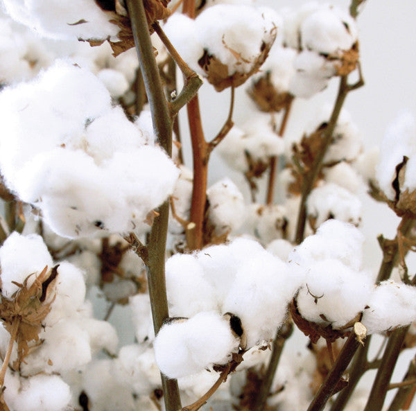 Q&A: What's Pima Cotton?