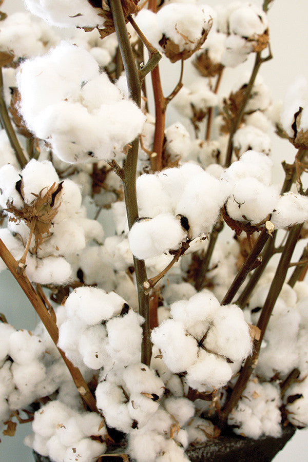 Q & A: Egyptian Cotton