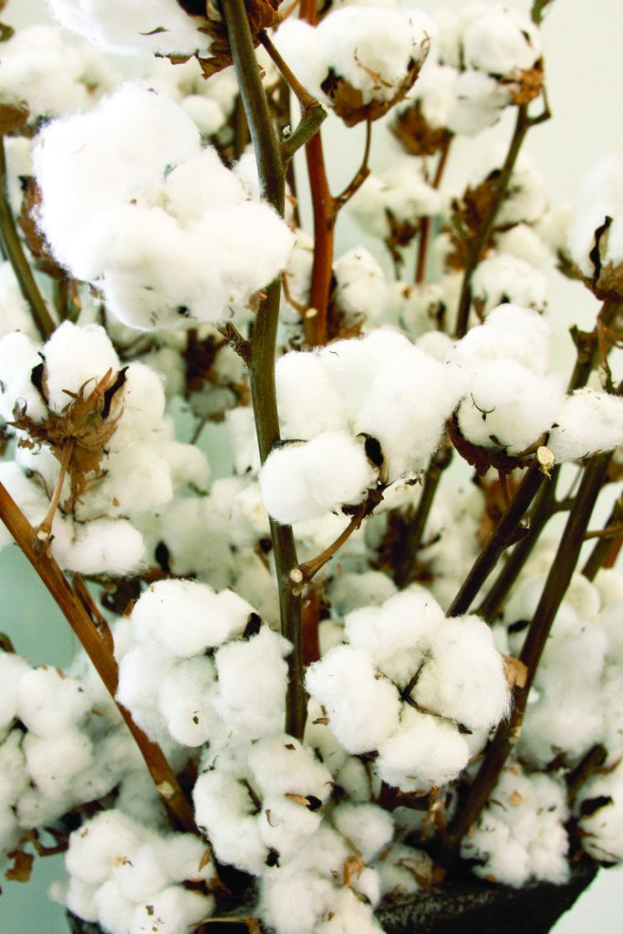 Demystifying Egyptian Cotton