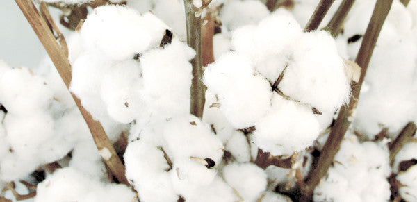 Q&A: Are there different types of Egyptian cotton?